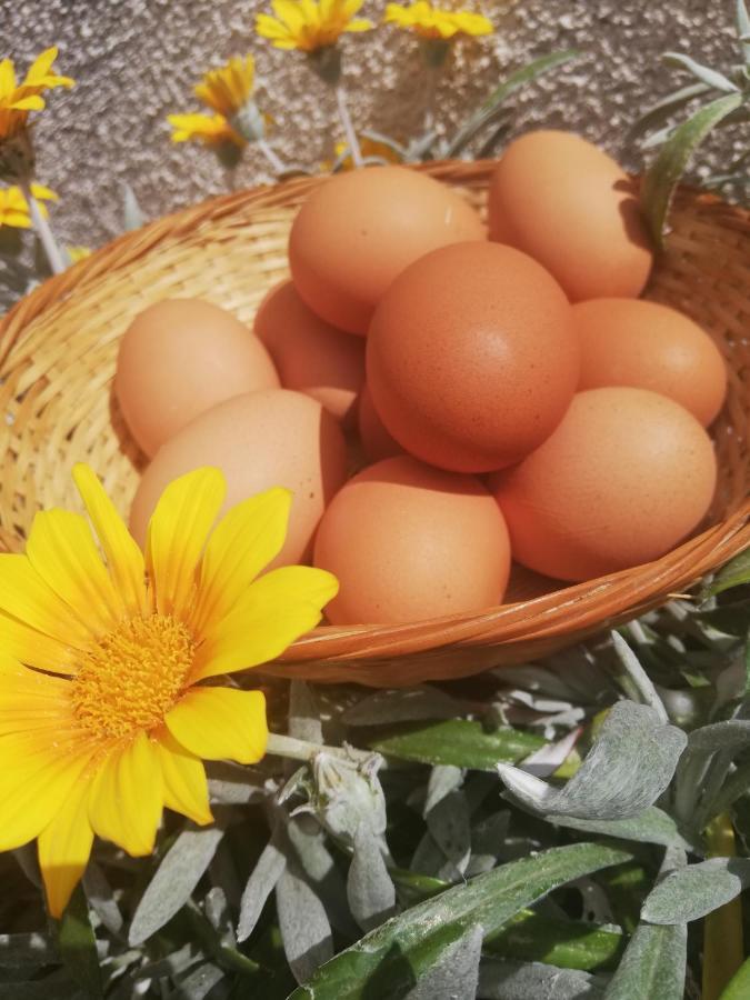 Pensjonat Kaizer Agrotourism Amargeti Zewnętrze zdjęcie