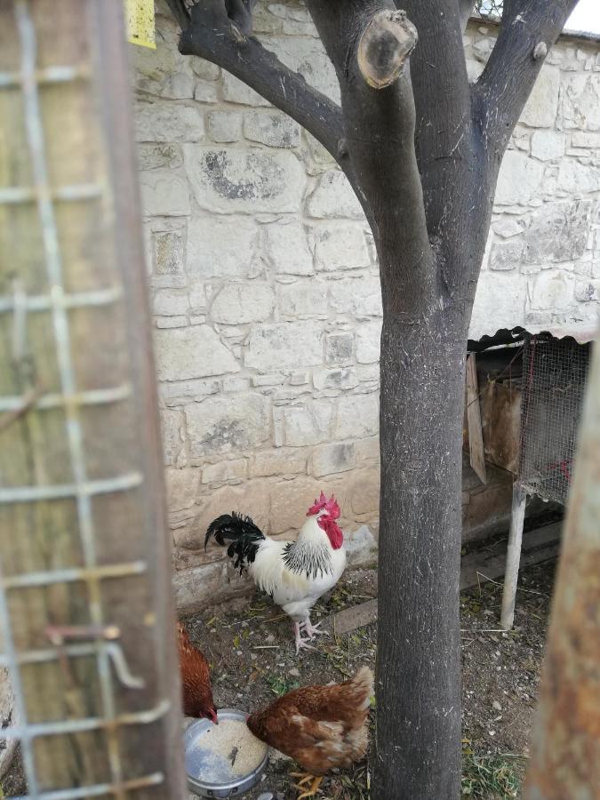 Pensjonat Kaizer Agrotourism Amargeti Zewnętrze zdjęcie